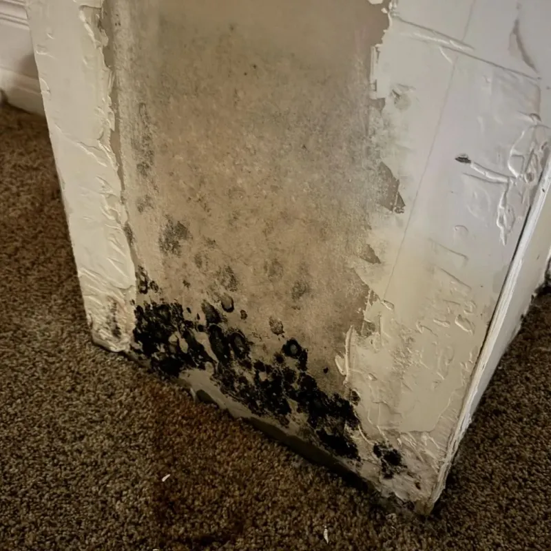 Professional Mold Removal in Newark, IL